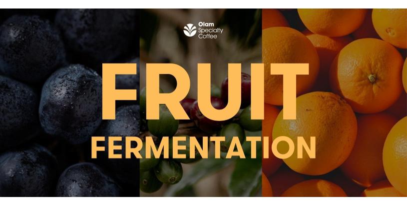 Fruit Fermentation - The Newest Method of Coffee Processing
