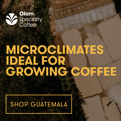 New Spot Coffees from Guatemala